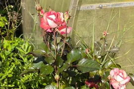 Дом 30 м² на участке 5 сот.