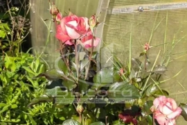 Дом 30 м² на участке 5 сот.